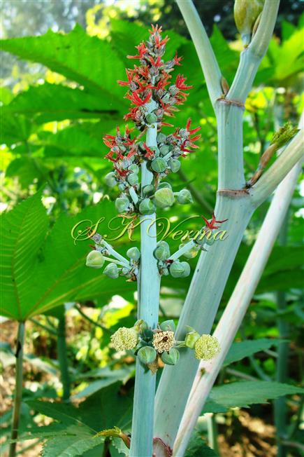  Inflorescence bearing Male Flowers below and Female Flowers above